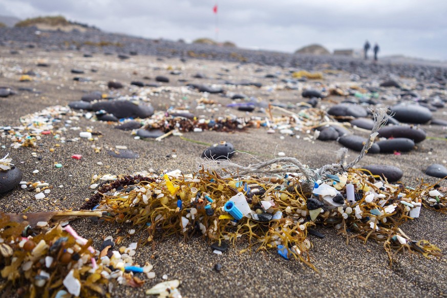 Mikroplastik zwische Seetang am Sandstrand, angesp