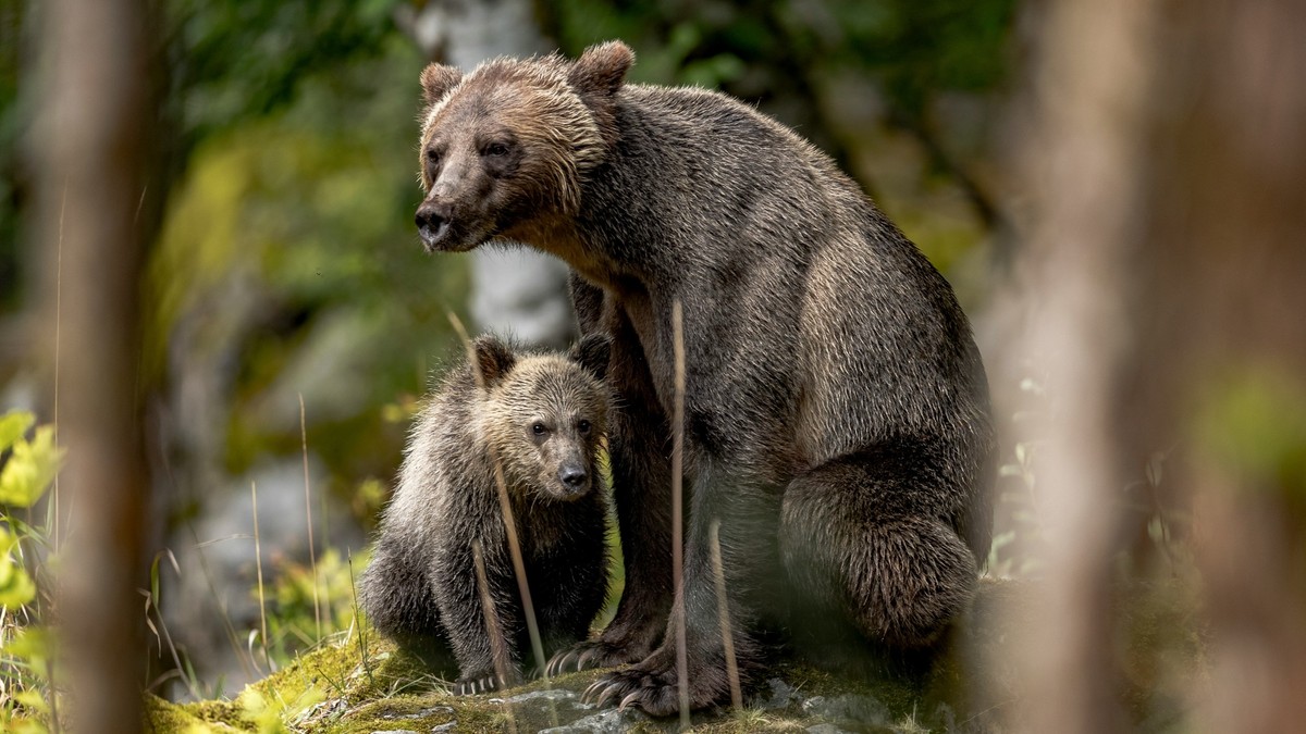 Grizzlybären sollen im Project 2025 nicht mehr geschützt werden.