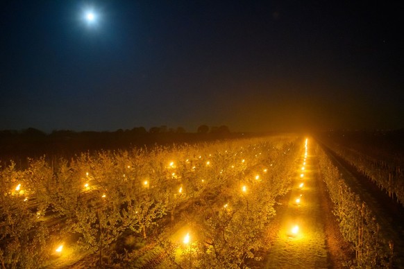 dpatopbilder - 23.04.2024, Sachsen-Anhalt, Sülzetal: Der Mond scheint auf der Plantage vom Obsthof Hornemann über Aprikosenbäumen unter denen Frostschutzkerzen brennen. Durch die Flammen erwärmt sich  ...