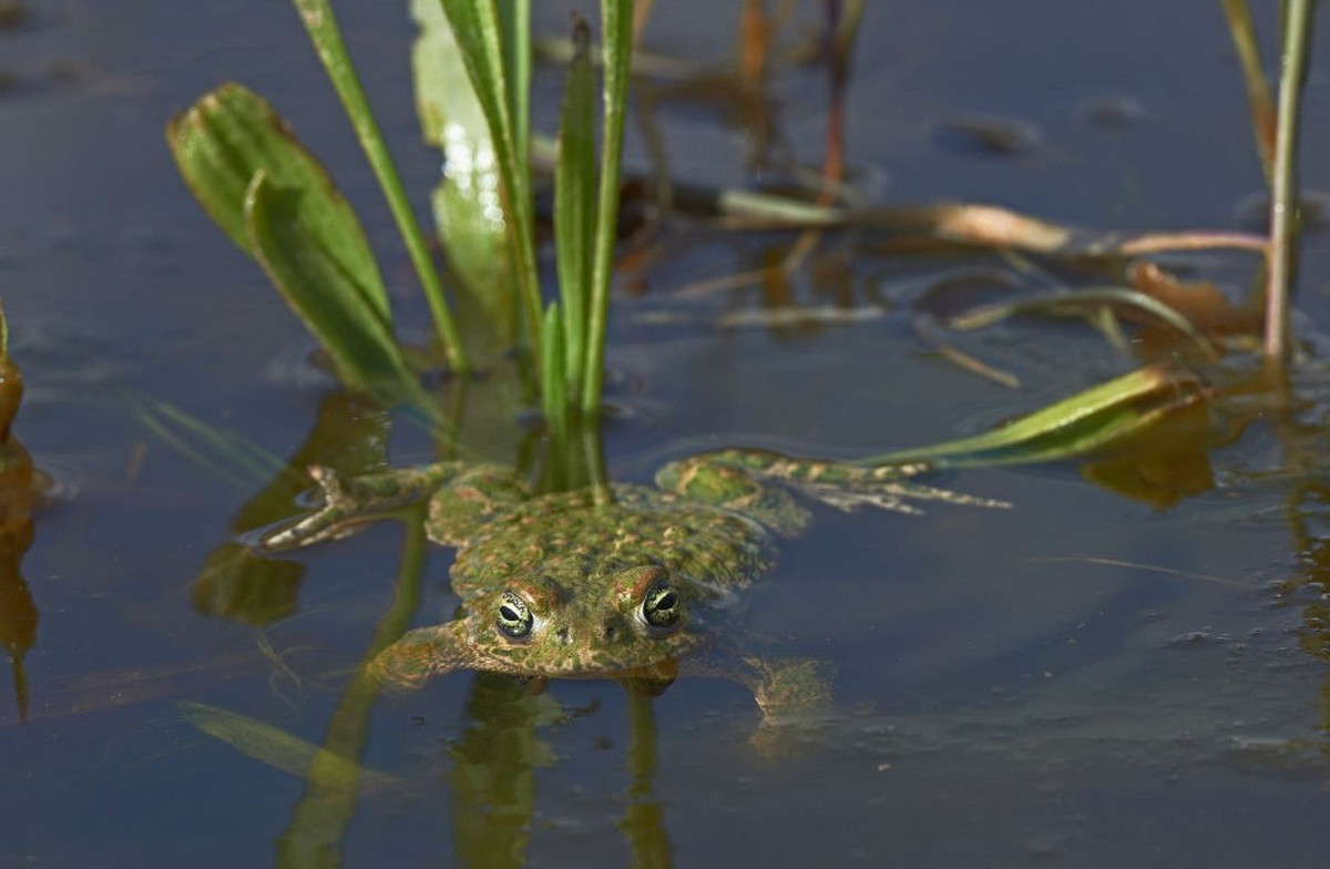 Sapo Corredor, Natterjack Toad, Bufo calamita, Benalmadena, Malaga, Andalusia, Spain. (Photo by: Education Images/Universal Images Group via Getty Images)