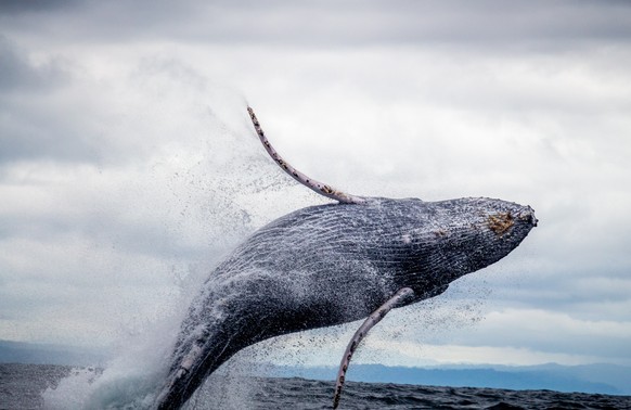Wale tragen zur Eindämmung der globalen Erderwärmung bei.
