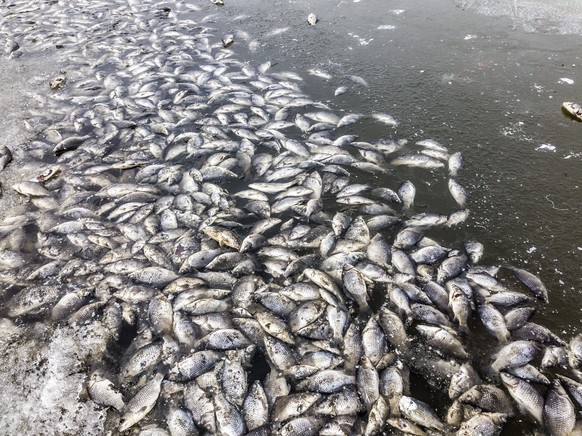 Mass death of fish floating on lake