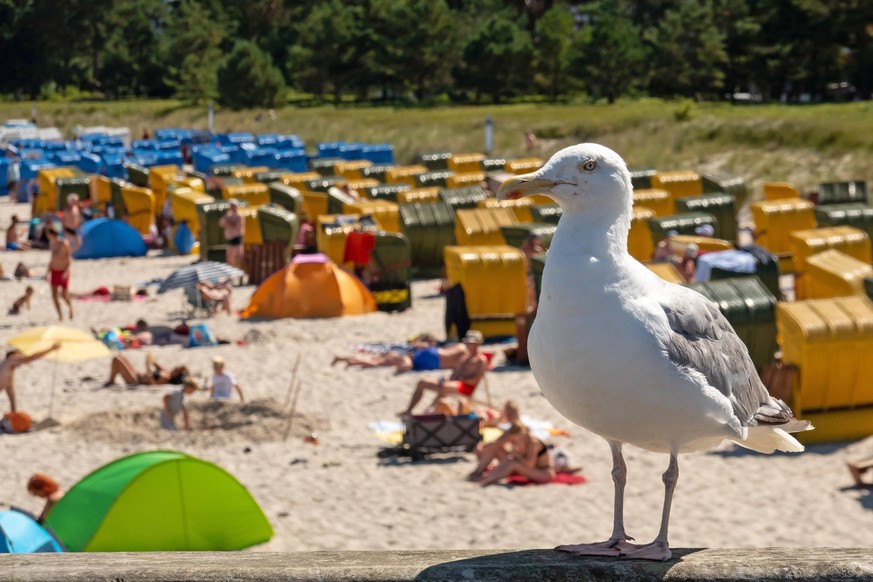 Eine Moewe steht auf der Seebruecke am 22.08.22 in Binz auf der Insel Ruegen. A seagull stands at the pier in Binz on the island of Ruegen, Aug. 22, 2022. search: Deutschland Mecklenburg-Vorpommern Me ...