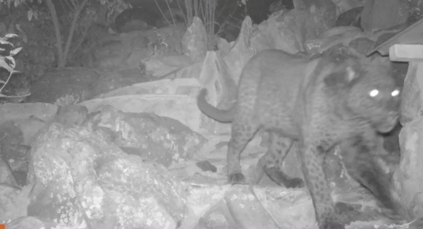 REFILE- CORRECTING MONTH Black leopard is seen in Lorok, Laikipia County, Kenya, August 20, 2018 in this still image taken from a social media video obtained February 13, 2019. San Diego Zoo Global vi ...
