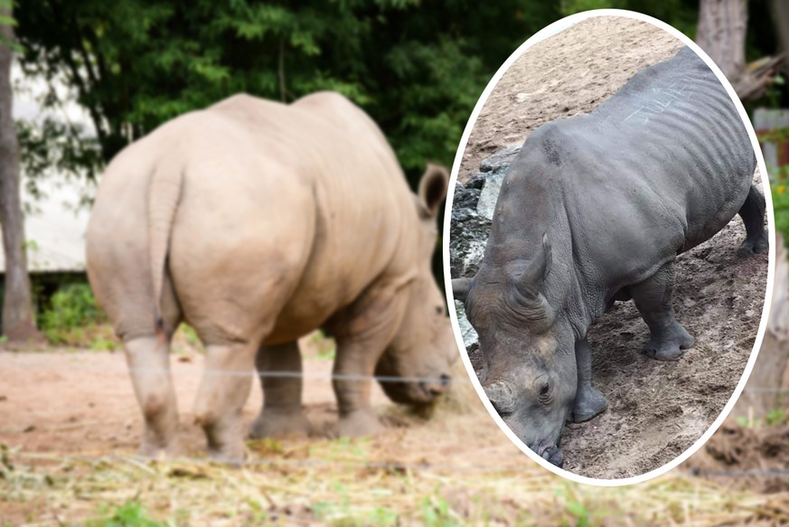 Big white rhinoceros in Chiangmai night safari