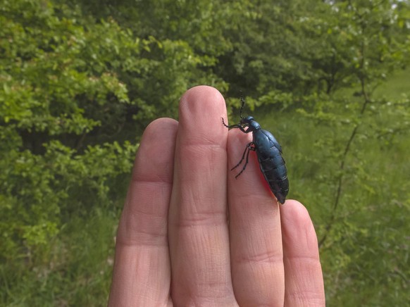 Violetter Oelkaefer, Violetter Maiwurm, Blauer Maiwurm Meloe violaceus, Maennchen auf einer Hand, Deutschland, Mecklenburg-Vorpommern, Unteres Odertal Nationalpark Purpur oil beetle, blister beetle Me ...