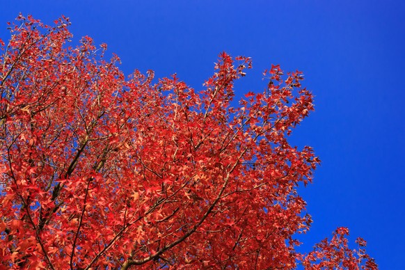 Autumn red leaves on the blue sky