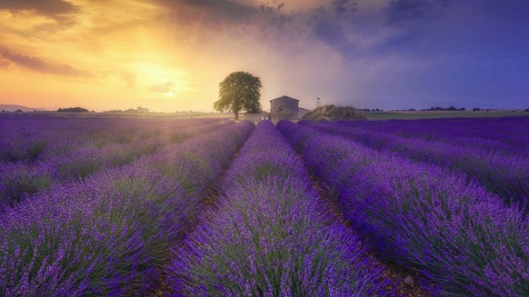 France, Alpes-de-Haute-Provence, Valensole, lavender field at twilight PUBLICATIONxINxGERxSUIxAUTxHUNxONLY RPSF00196