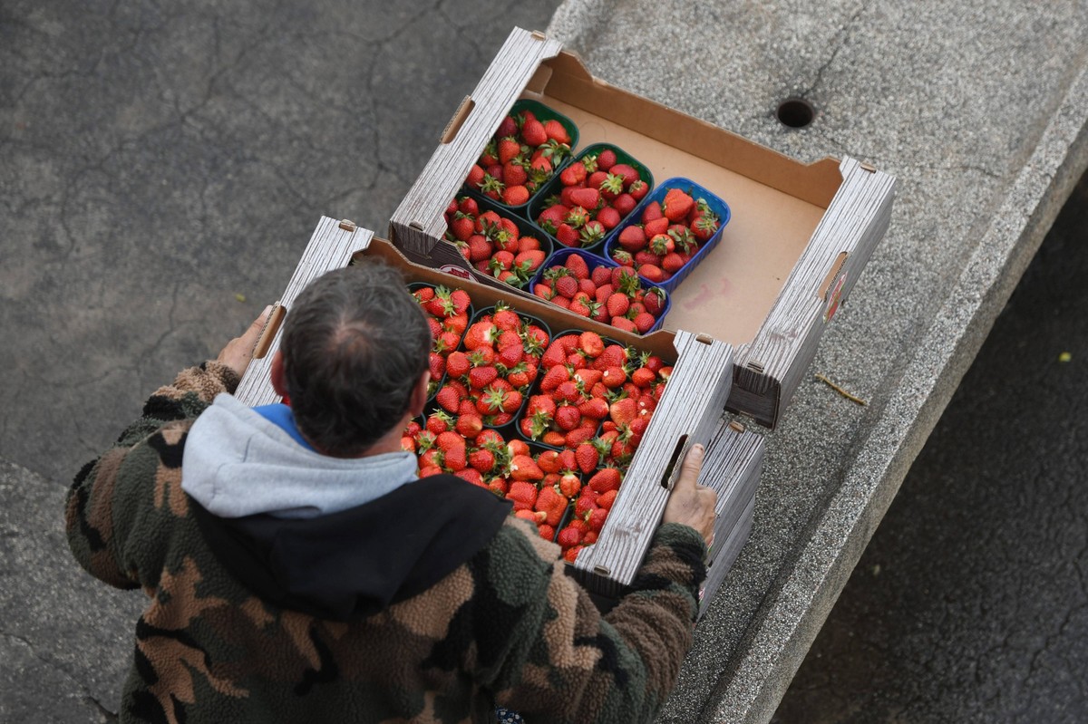 Strawberries from the Vrgorac area The sale of Strawberries from the Vrgorac area has started at the market in Sibenik, Croatia on April 15, 2023. HrvojexJelavic/PIXSELL
