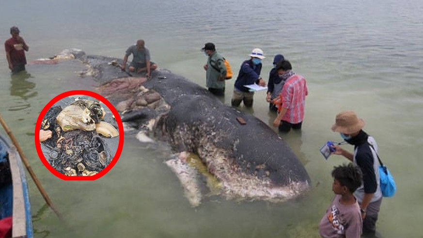 Toter Pottwal an der Küste Sulawesis: In seinem Magen befand sich fast 6 Kilogramm Plastikabfall.