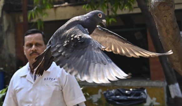 30.01.2024, Indien, Mumbai: Eine Taube ist wegen eines Verdachts von chinesischer Spionage acht Monate lang in Indien festgehalten worden. Das Tier wurde demnach im vergangenen Mai eingefangen und auf ...