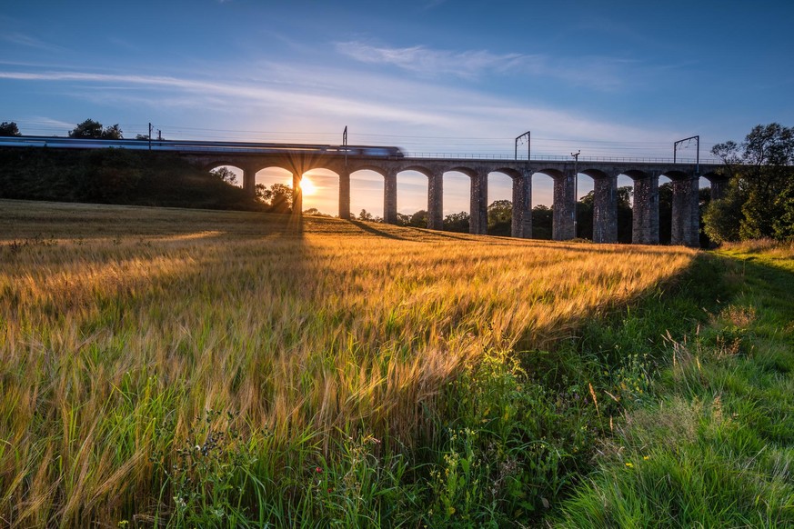 A golden crop of barley below the railway viaduct with motion blurred train at Lesbury, as the River Aln approaches the North Sea at Alnmouth