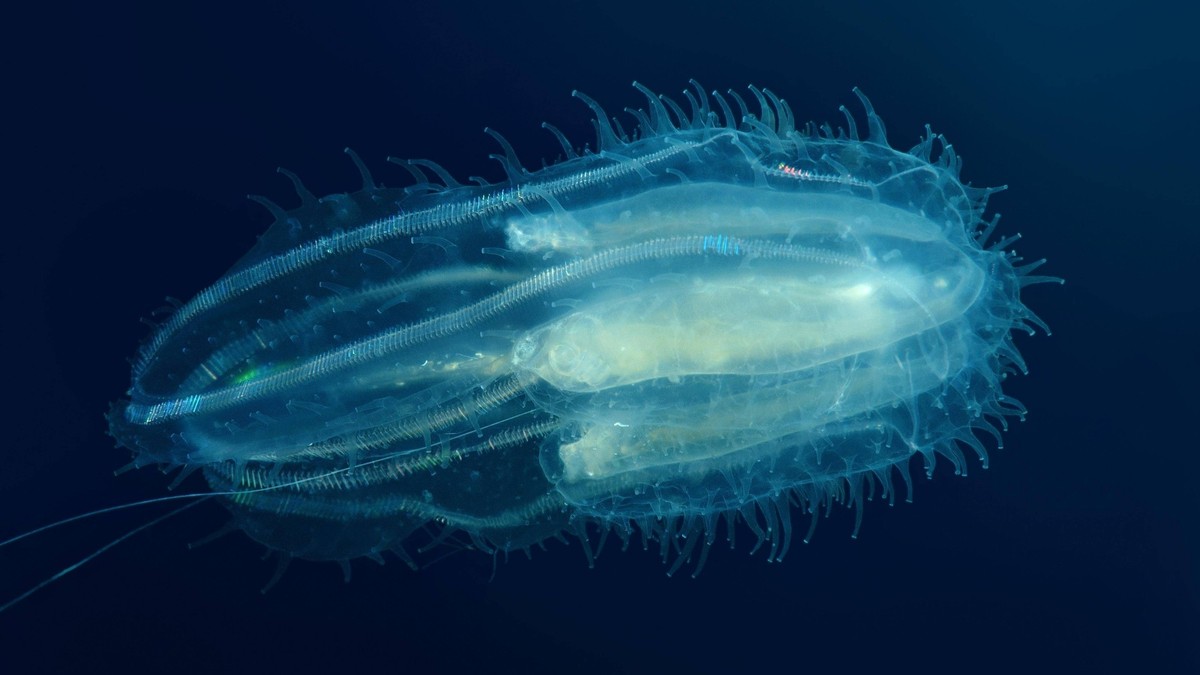 Rippenquallen (Bolinopsis infundibulum), Mindanaosee, auch Boholsee, Philippinen, Asien Copyright: imageBROKER/AndreyxNekrasov ibxaaa04057896.jpg

Ctenophore Mindanaosee too Boholsee Philippines Asia  ...