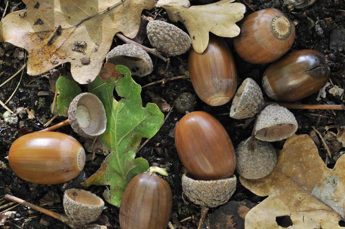 Stieleiche Quercus robur, Stieleiche, Franz�sische Eiche Nahaufnahme von Eicheln auf dem Waldboden *** Stieleiche Quercus Robur , English oak, French Oak Close-up from Acorns at the Forest soil Copyri ...