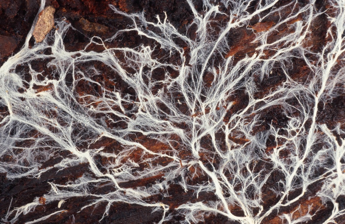 Detail eines Pilzmycels detail of a mushroom mycelium BLWS009768
Detail a fungal mycelium Detail of a Mushroom mycelium blws009768