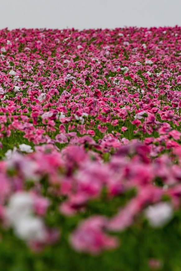 Pinkfarbener Mohn blüht bei regnerischem Wetter im Geo-Naturpark Frau-Holle-Land. Jährlich verwandelt sich die Region in ein buntes Blütenmeer mit verschiedenen Angeboten für Touristen, das in diesem  ...