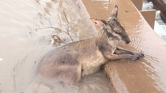 A supplied image obtained on Wednesday, January 4, 2023, of a kangaroo in floodwaters in the Kimberley region of Western Australia. A remote Western Australian town surrounded by a 100-year flood has  ...