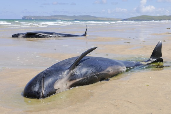 Falcarragh Strand, Donegal, Ireland. 8 Jul 2014 - Two pilot whales lie dying on a beach after deliberately beaching with 10 others. They had originally been rescued, but beached a second time.
