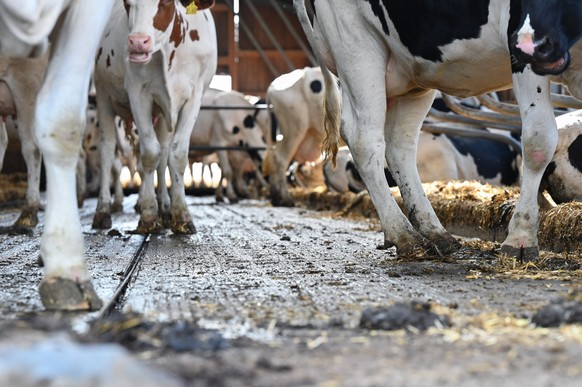 PRODUKTION - 12.09.2022, Hessen, Homberg (Efze): Kühe stehen im offenen Kuhstall der Klima-Milchfarm auf der Schieber-Entmistung. Die Reduzierung des CO2 bei der Milchproduktion ist das Ziel einer Zus ...
