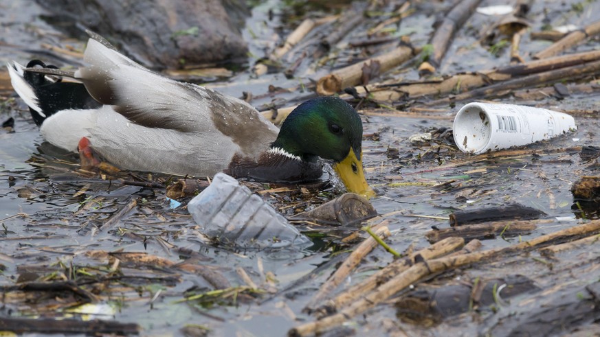 Nicht nur die Weltmeere sind davon belastet, auch in heimischen Gewässern treibt das für Tiere gefährliche Plastik.