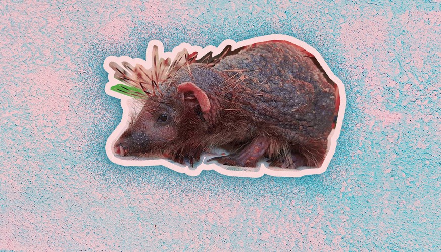 Schlecht geschlafen: Gestresster Igel verliert alle Stacheln – und wir lieben ihn