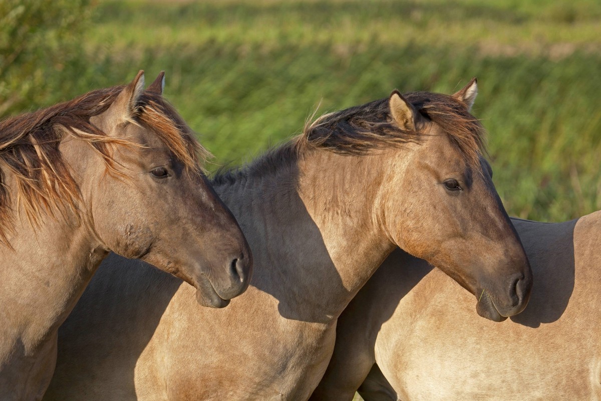 Bildnummer: 60762140 Datum: 29.11.2012 Copyright: imago/blickwinkel Konik (Equus przewalskii f. caballus), Hengste, Deutschland, Schleswig-Holstein, NSG Woehrdener Loch Konik horse (Equus przewalskii  ...
