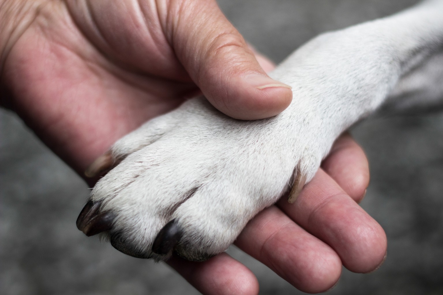 Gestorben trauer hund Trauer um