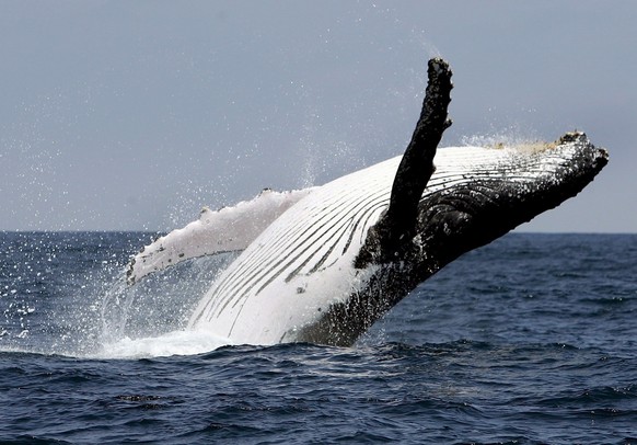 ARCHIV - 03.07.2022, Ecuador, Puerto Lopez: ILLUSTRATION - Vor der K�ste Ecuadors springt ein Buckelwal aus dem Wasser. Seit mehr als einem Jahrzehnt ringen die L�nder der Welt um ein Abkommen zum Sch ...