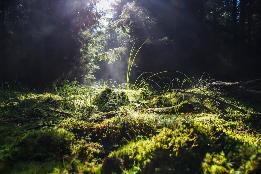 atmospheric light and wet moss in a remote place in the middle of the enchanted forest
