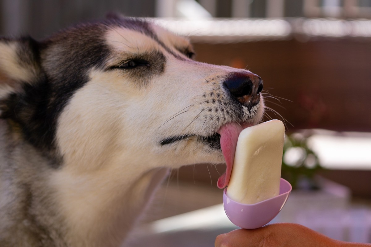 Das Eis sollten Hunde nur schlecken – und nicht am Stück herunterschlucken.