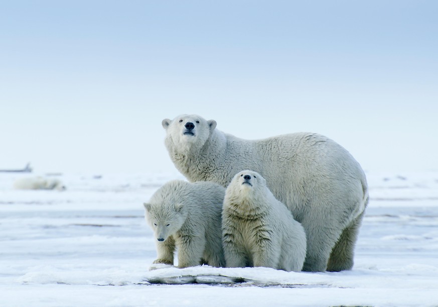 After the sea-ice retreats, often hundreds of miles off shore, this polar bear mother and her two cubs find refuge on the shore of the Arctic National Wildlife Refuge. Bears are stranded on land until ...