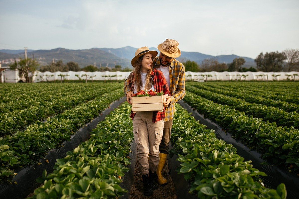 Couple harvesting at strawberry farm. Strawberry. Berries. Fruit. Farm. Work. Nature. Family harvesting at strawberry farm.