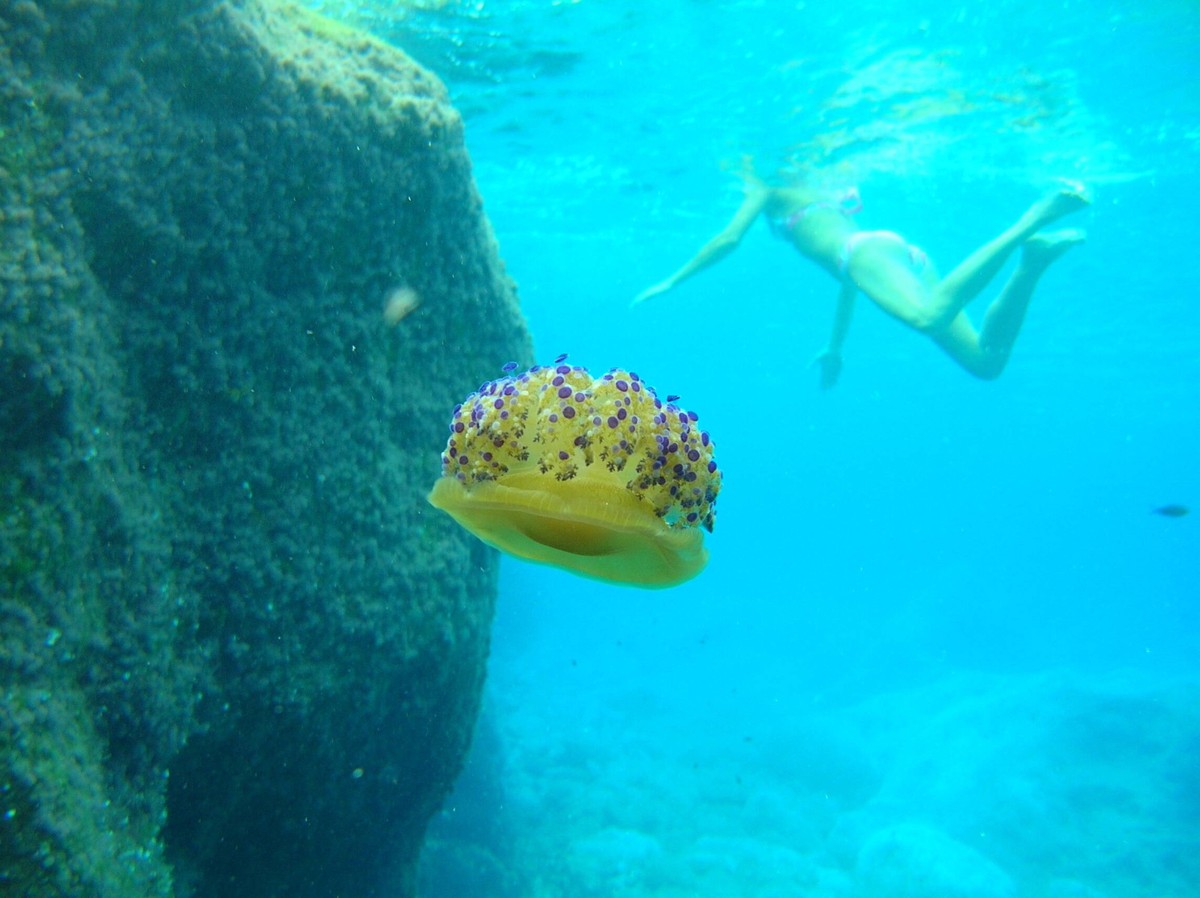 schwimmerin,wurzelmundqualle,schwimmer,qualle,quallen,rhizostomeae,spiegelei qualle,spiegelei quallen,spiegeleiqualle,spiegeleiquallen,wurzelmundquallen *** swimmer,jellyfish,swim,swimmers,swimming,je ...