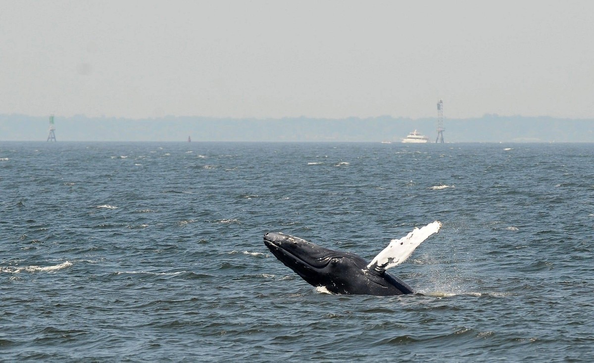 Syndication: The Record, A humpback whale feeds on bunker fish as local whale watchers enjoy the view, there have been more sightings this year as whales feed off of New York harbor and Monmouth Count ...