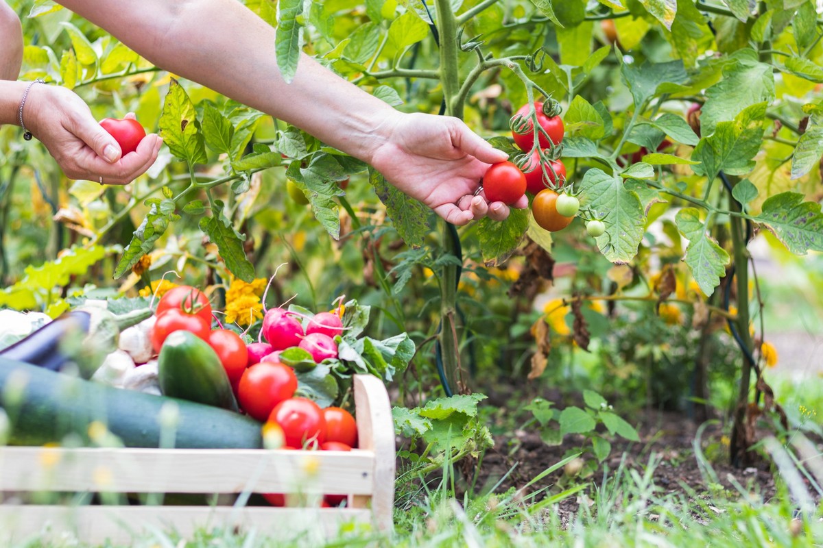 Organic garden at summer harvest