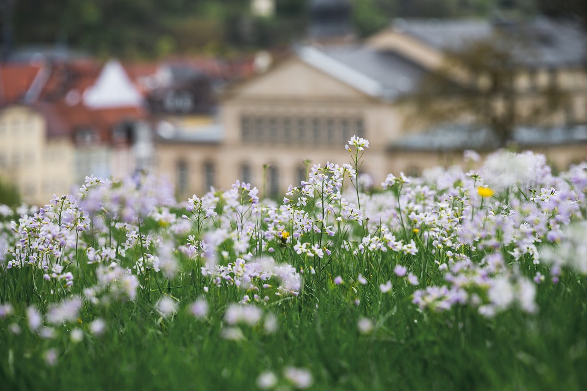 29.04.2023, Bayern, Coburg: Wiesen-Schaumkraut blüht auf der Wiese. Im Hintergrund ist das Landestheater Coburg zu sehen. Mit zeitweisen Schauern und noch vereinzelten Gewittern muss am Samstag vieler ...