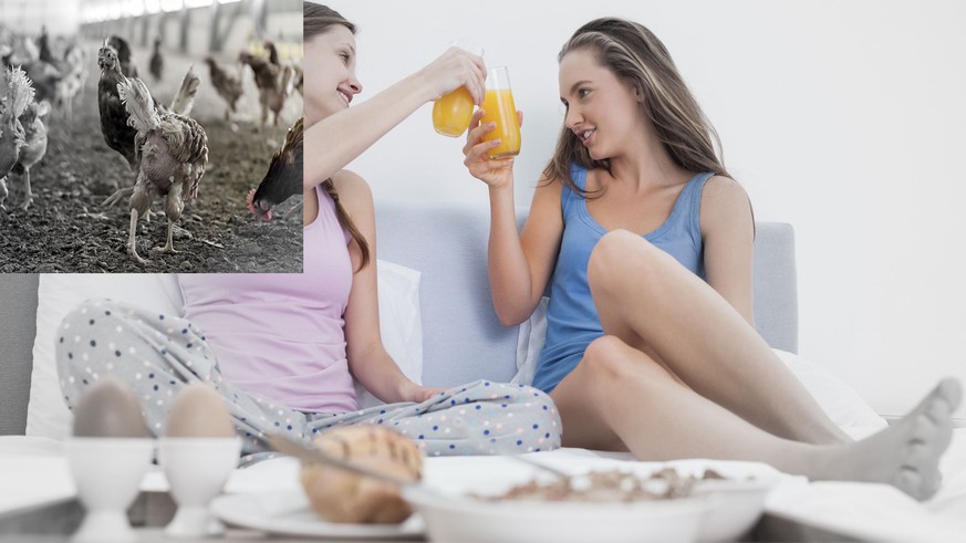 Schon wieder! Holländisches Insektengift in deutschen Bio-Eiern