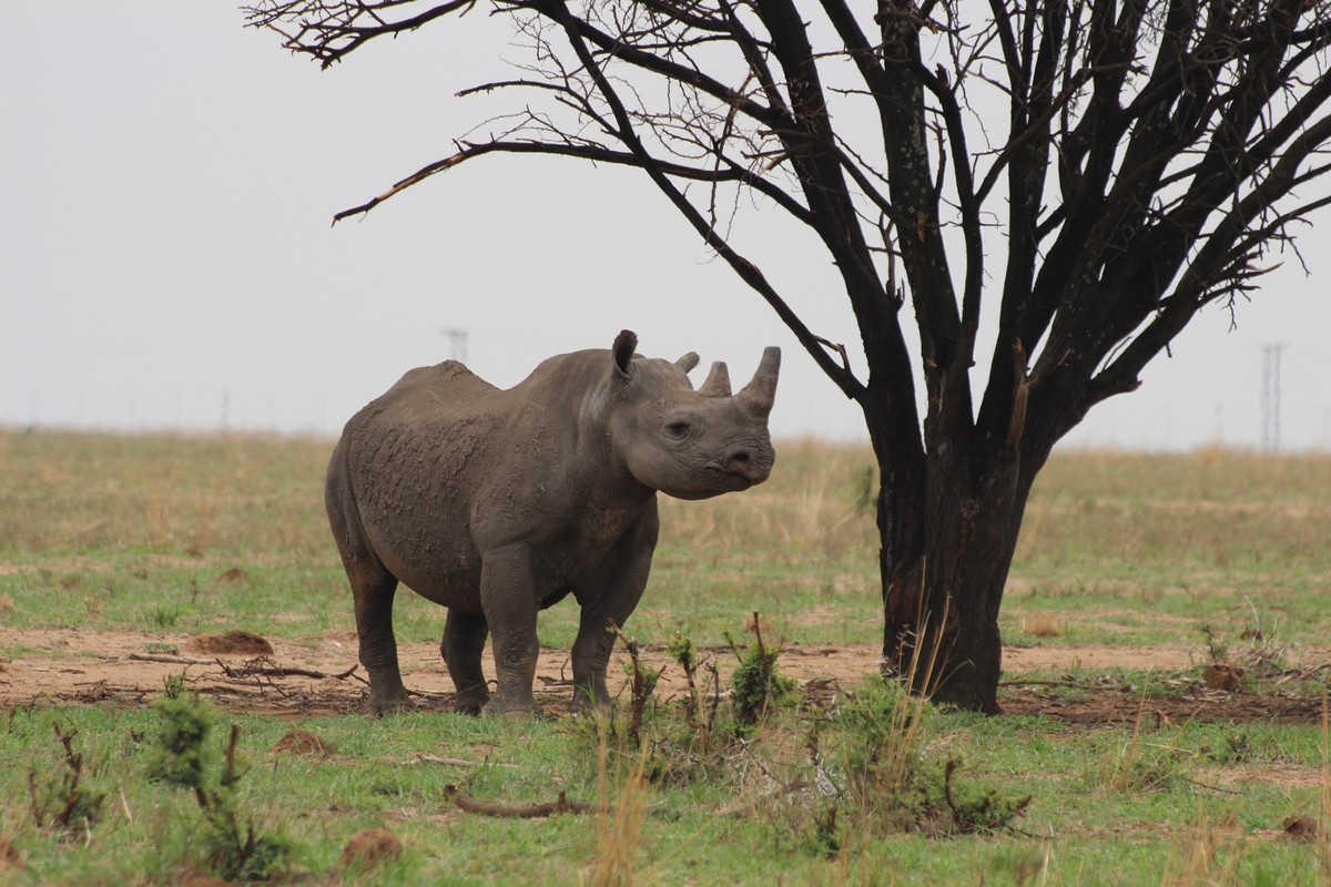 ARCHIV - 08.02.2019, S�dafrika, ---: Ein Breitmaulnashorn geht auf dem Gebiet der privaten Nashornaufzucht von John Hume in S�dafrikas Nordwest-Provinz. In S�dafrika geht am Montag die Versteigerung d ...