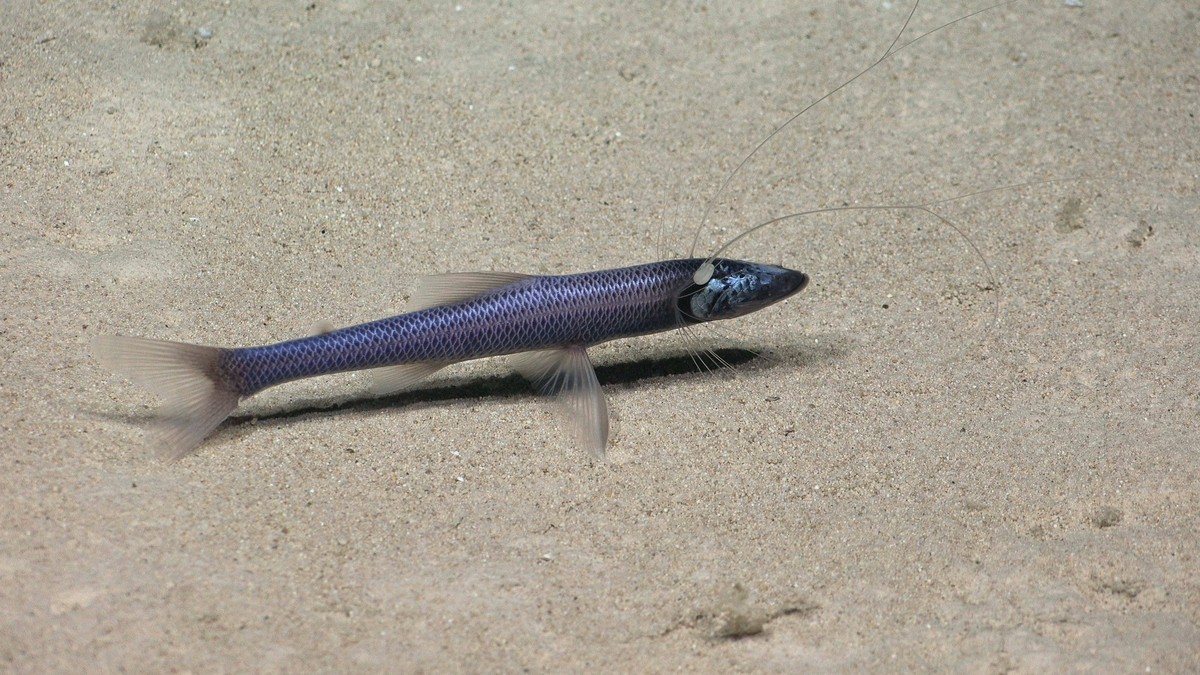 July 27, 2024 - Pacific Ocean - Bathypterois atricolor tripod fish documented at 1913 meters deep during Dive 695, while exploring an unnamed ridge internally designated Dragon s Back in The Nazca Rid ...
