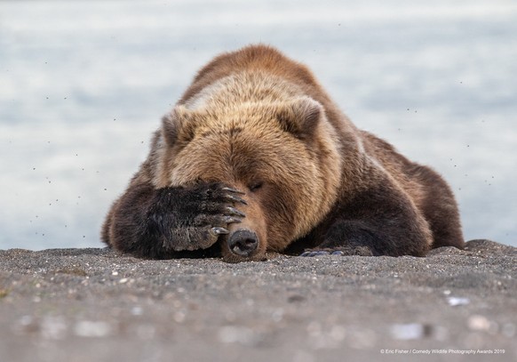 The Comedy Wildlife Photography Awards 2019Eric FisherWashington DCUnited StatesPhone: 2164098938Email: ericfisherphotography@gmail.comTitle: Monday Morning BluesDescription: In Alaska this pas ...