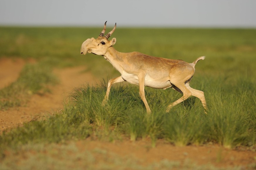 Male Saiga antelope (Saiga tatarica) running, Cherniye Zemli (Black Earth) Nature Reserve, Kalmykia, Russia, May 2009. WWE OUTDOOR EXHIBITION. WWE BOOK PUBLICATIONxINxGERxSUIxAUTxONLY 1254371 WildxWon ...