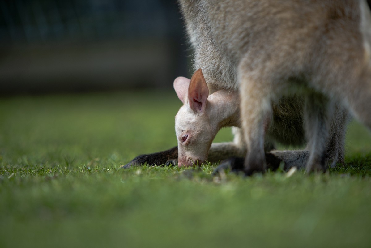HANDOUT - 04.10.2024, Australien, Helensburgh: Das undatierte vom Symbio Wildlife Park ver