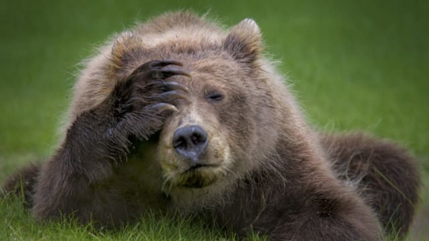 Die 11 witzigsten Tierfotos wurden gekrönt – und sie sind großartig