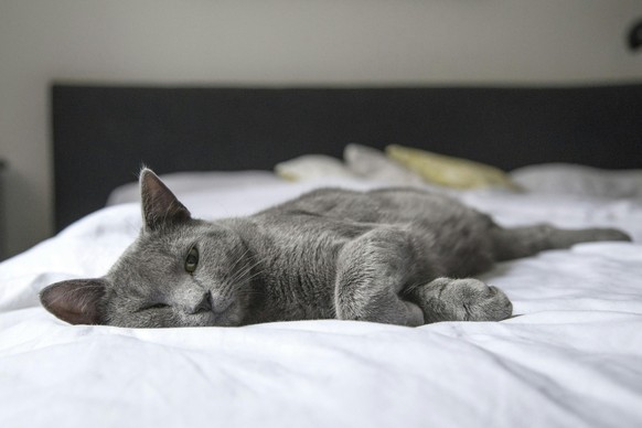 Katzen werden von Passivrauch mitunter teilnahmslos und müde.