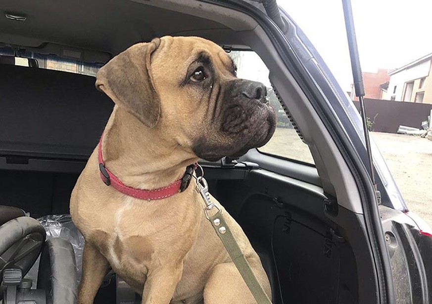 Maru found by volunteers