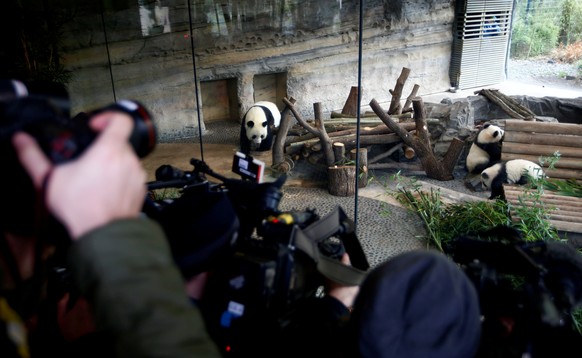 Panda twin cubs Paule (Meng Yuan) and Pit (Meng Xiang) and mother panda Meng Meng are seen during their first appearance in their enclosure at the Berlin Zoo in Berlin, Germany January 29, 2020. REUTE ...