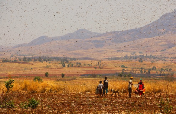 Heuschreckeninvasion, Hochland von Madagaskar, Afrika, Indischer Ozean