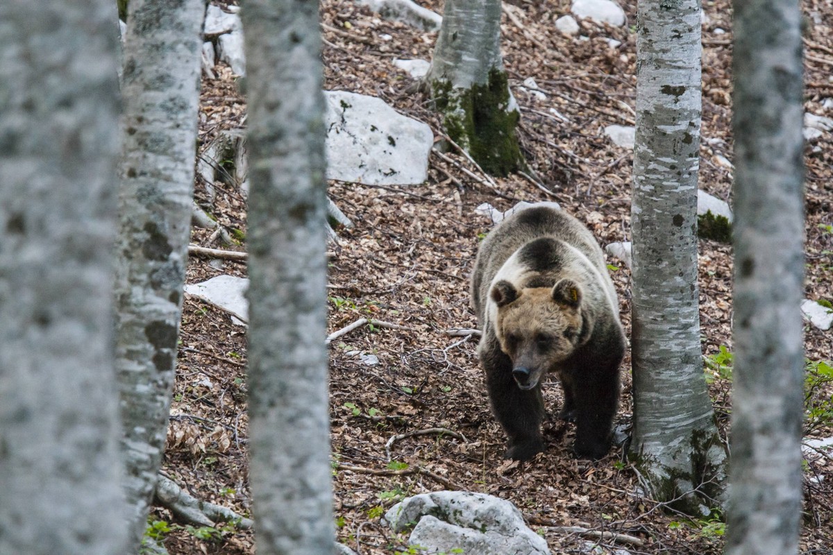 Marsican / Abruzzo brown bear Ursus arctos marsicanus adult female in beech wood. Critically endangered subspecies. Central Apennines, Abruzzo, Italy, September. PUBLICATIONxINxGERxSUIxAUTxONLY 159509 ...