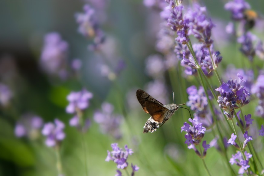 Little hummingbird hawkmoth hovering in a purple field of lavender