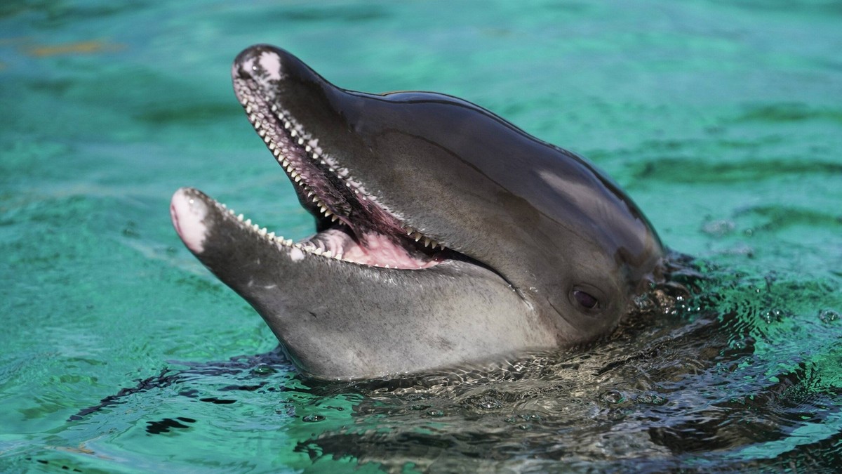 Entertainment Bilder des Tages August 6, 2020, Clearwater, Florida, USA: Rex, one of two rough-toothed dolphins taken in by the Clearwater Marine Aquarium, seems to smile while swimming in his new hom ...